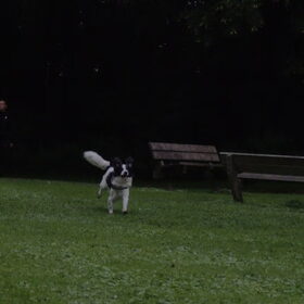 Hondenfoto van Angelique; Bruno, Charlie & Fenna  