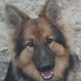 Hondenfoto van stephanie