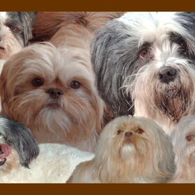 Hondenfoto van liesbeth,Turbo,Luna, Levi en Faith