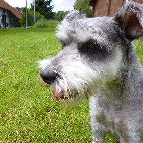 Hondenfoto van jenj