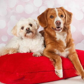 Hondenfoto van Sigrid, Sandy, Diva & Nala