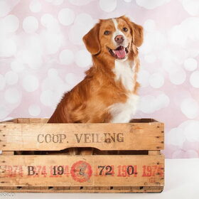 Hondenfoto van Sigrid, Sandy, Diva & Nala