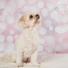 Hondenfoto van Sigrid, Sandy, Diva & Nala