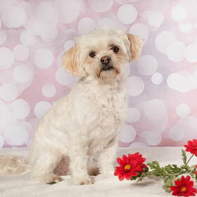 Hondenfoto van Sigrid, Sandy, Diva & Nala