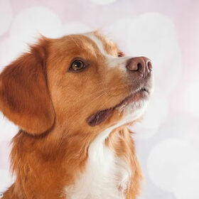 Hondenfoto van Sigrid, Sandy, Diva & Nala