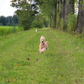 Hondenfoto van Inge, baasje van Gina, Flynn en Wobbe