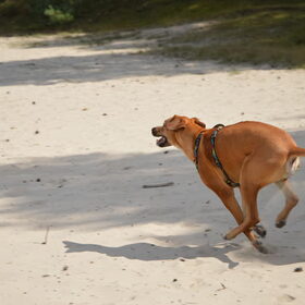 run Juno run