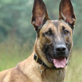 Hondenfoto van Amy