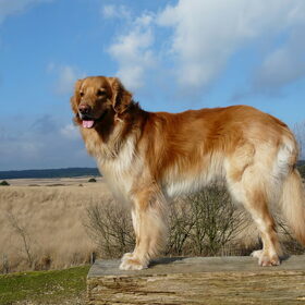 Hondenfoto van L&R