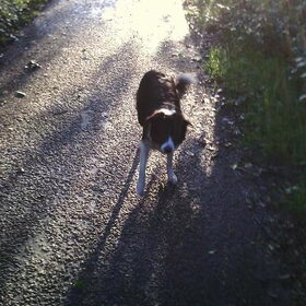 Hondenfoto van Angelique, Kleine Maybe en Tess <3