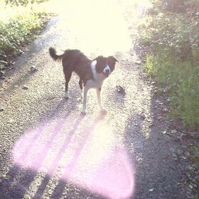Hondenfoto van Angelique, Kleine Maybe en Tess <3
