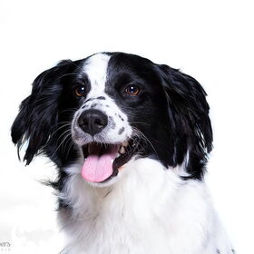 When there is a dog in your life, there is always a reason to…