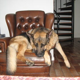 Hondenfoto van Inge & Danger