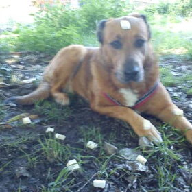 Hondenfoto van Hondenhumor Sasja de Eerste ITC-Hond die nu met pensioen is.