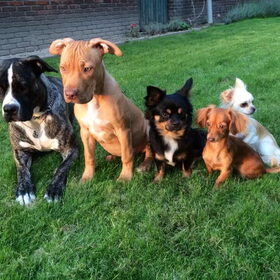 Hondenfoto van Dreamteam