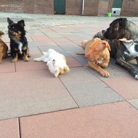 Hondenfoto van Dreamteam