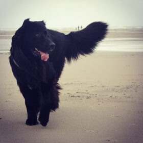 Hondenfoto van Anouk & Balou<3