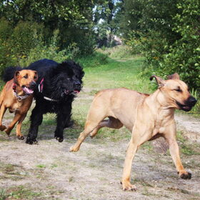 Hondenfoto van Anouk & Balou<3