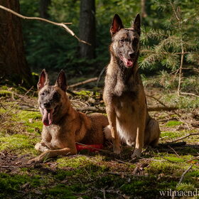 Hondenfoto van De Mecheltjes clan