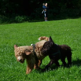 Doodlepuppy speeluurtje