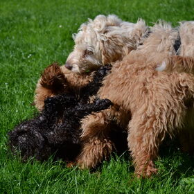 Doodlepuppy speeluurtje