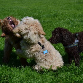 Doodlepuppy speeluurtje