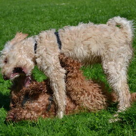 Bo en Senna Doodlepuppy speeluurtje