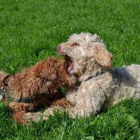 Doodlepuppy speeluurtje