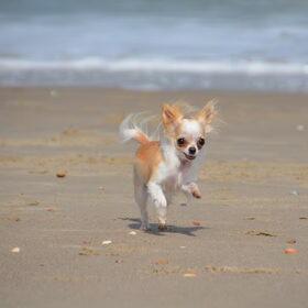 Bibi op het strand