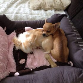 Samen slapen