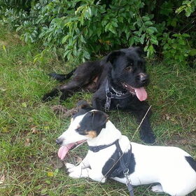 Hondenfoto van Liesbeth... Jack - Max † - Blixem