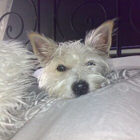 onze iegenwijze jack russel kruising...