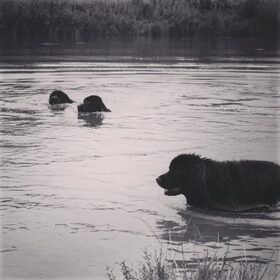 Hondenfoto van Anouk & Balou<3