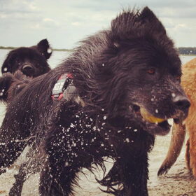 Hondenfoto van Anouk & Balou<3