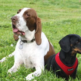 Hondenfoto van Tamara,Kallista & Marcel, Hercule †, Yordi †