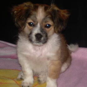 dit is levi geboren in mei 2008 kruising maltezer thih tzu??