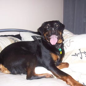 ik ben Maxx, een 6 jr oude Reu kruising Rottweiler/Labrador…