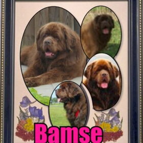 Hondenfoto van Willemijn - baasje van Vika .           Bams  en Ogin   ¥ .