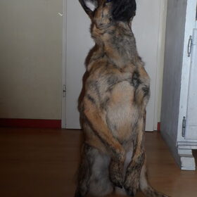 Hondenfoto van Dutchshepherdteam 