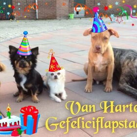 Hondenfoto van Dreamteam