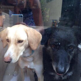 Hondenfoto van Vera met Abby & Cantor !