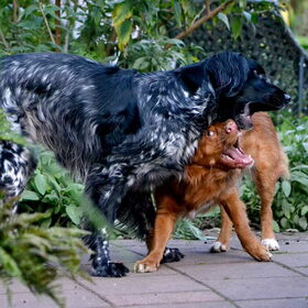 Hondenfoto van Maks met Fenna & Yuna