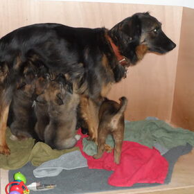Hondenfoto van Dutchshepherdteam 