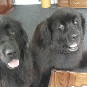 Hondenfoto van Ruud, Izzy, Juno (en Nina †)