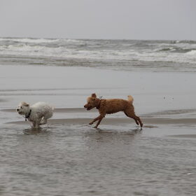 Hondenfoto van Inge, baasje van Gina, Flynn en Wobbe