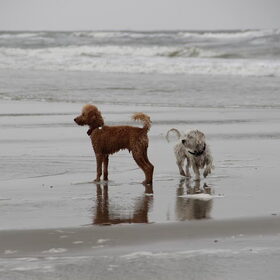 Hondenfoto van Inge, baasje van Gina, Flynn en Wobbe