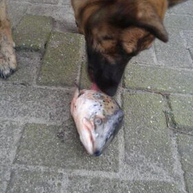 Hondenfoto van Dutchshepherdteam 