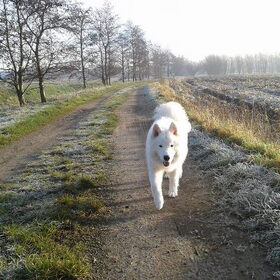 Hondenfoto van Team Black & White