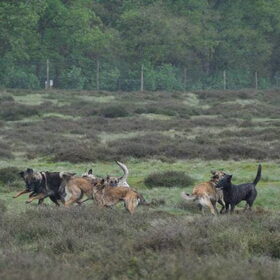 Hondenfoto van Dutchshepherdteam 