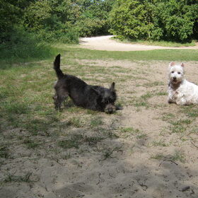 Hondenfoto van Heidi & Noortje